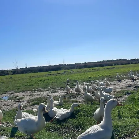 Diarla's 1 フィエル