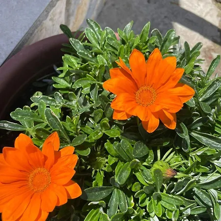 Diarla's 1 別荘 フィエル