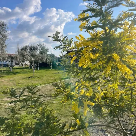 Diarla's 1 * フィエル