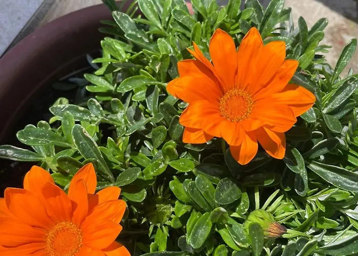 Diarla's 1 度假居 费里